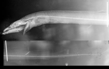 Media type: image;   Ichthyology 28746 Aspect: lateral,description